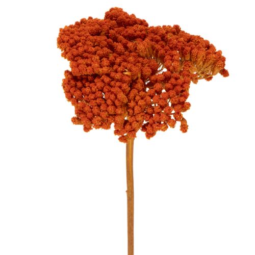 Tørrede røllikea-appelsinblomster, 45-60 cm, 1 kg købe | Floristik24.dk