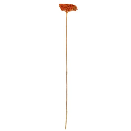 Tørrede røllikea-appelsinblomster, 45-60 cm, 1 kg | Floristik24.dk