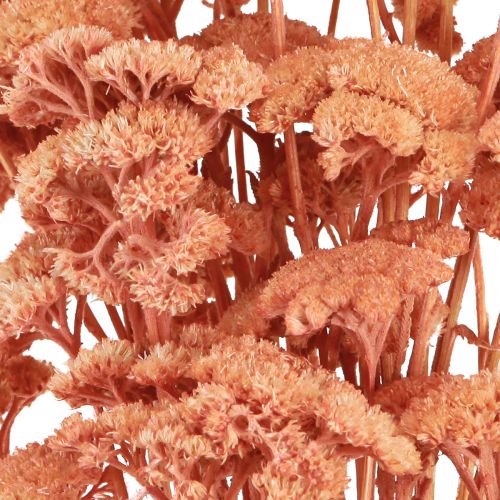 Artikel Achillea røllike tørrede engblomster laks 40-50cm 80g