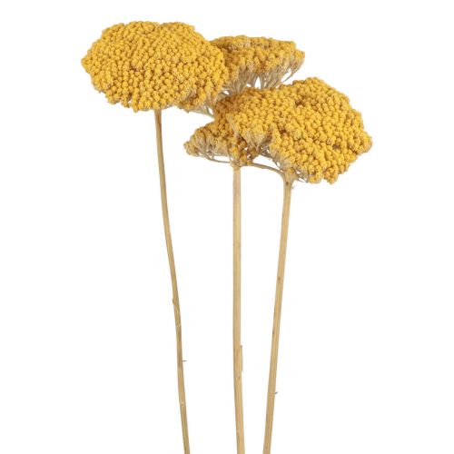 Floristik24 Røllike tørrede blomster Achillea millefolium 30g x 2stk