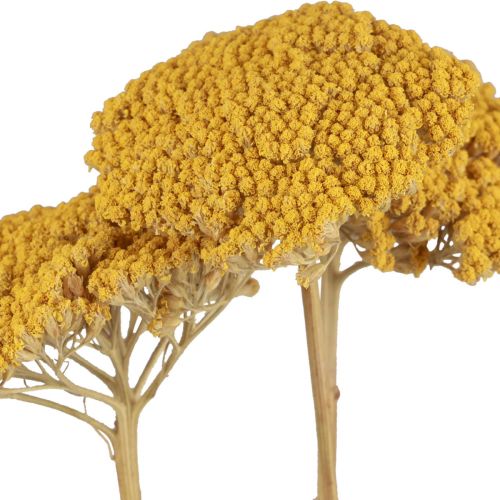Artikel Røllike tørrede blomster Achillea millefolium 30g x 2stk