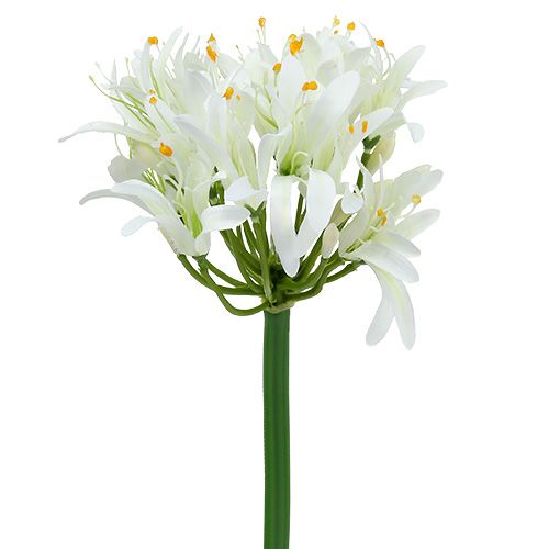 Floristik24 Agapanthus hvid 78cm 1 stk