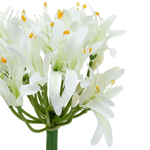 Floristik24 Agapanthus hvid 78cm 1 stk