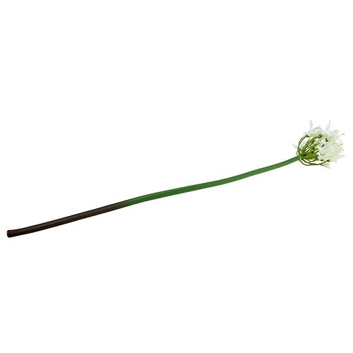 Floristik24 Agapanthus hvid 78cm 1 stk