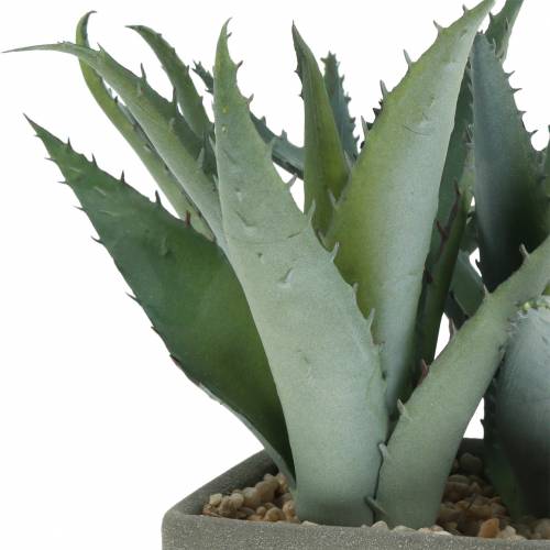 Floristik24 Sukkulent agave i gryde H17cm