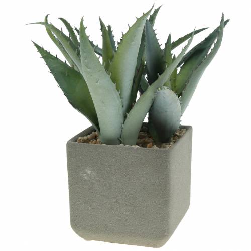 Floristik24 Sukkulent agave i gryde H17cm