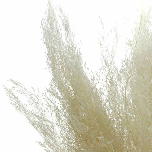 Floristik24 Tørt græs Agrostis bleget 40g