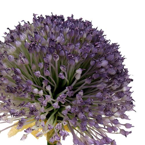 Artikel Allium 87 cm lavendel