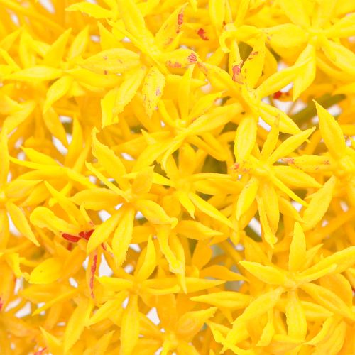 Artikel Allium Gul Blomst Kunstløg 80cm Ø14,5cm 2stk