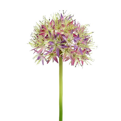 Floristik24 Allium lys lilla L76cm