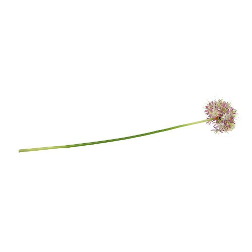 Floristik24 Allium lys lilla L76cm