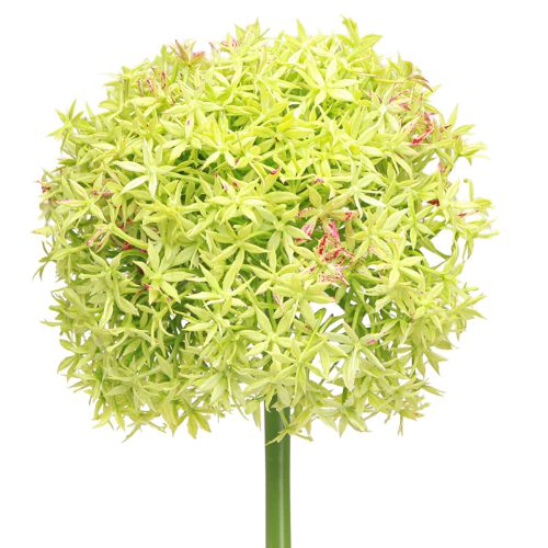 Artikel Allium grøn blomst kunstigt prydløg Ø18cm 90cm