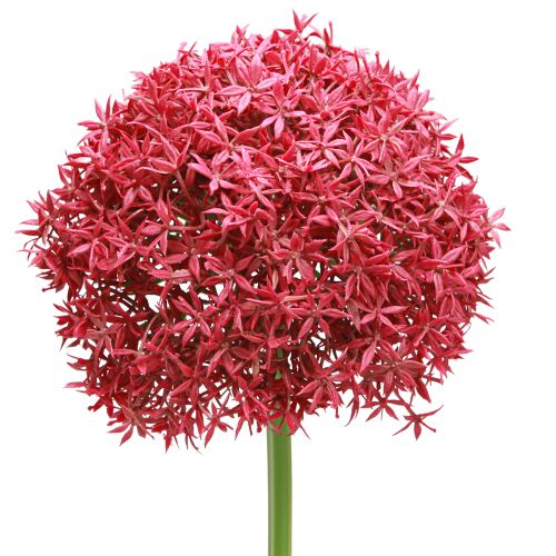Artikel Allium i Bordeaux kunstigt pryd hvidløg Ø18cm L90cm