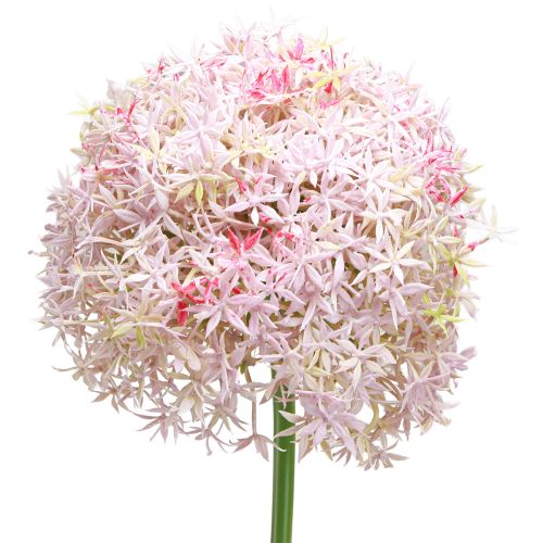 Artikel Allium med lyserøde blomster kunstløg Ø18cm L90cm