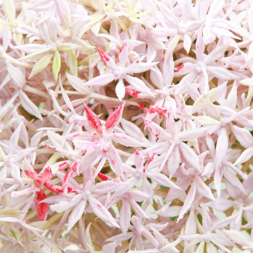 Artikel Allium med lyserøde blomster kunstløg Ø18cm L90cm