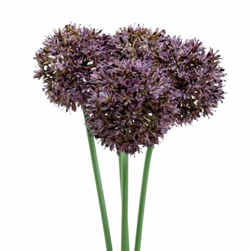 Floristik24 Allium kunstig Lilla Ø7cm H58cm 4stk