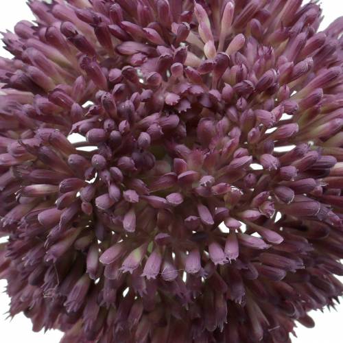 Floristik24 Ornamental allium kunstig lilla Ø12cm 65cm