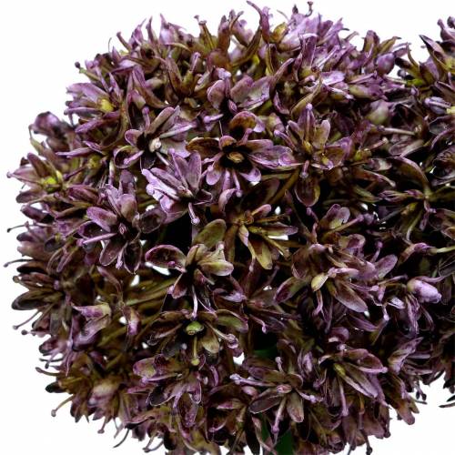 Floristik24 Allium kunstig Lilla 70cm 3stk