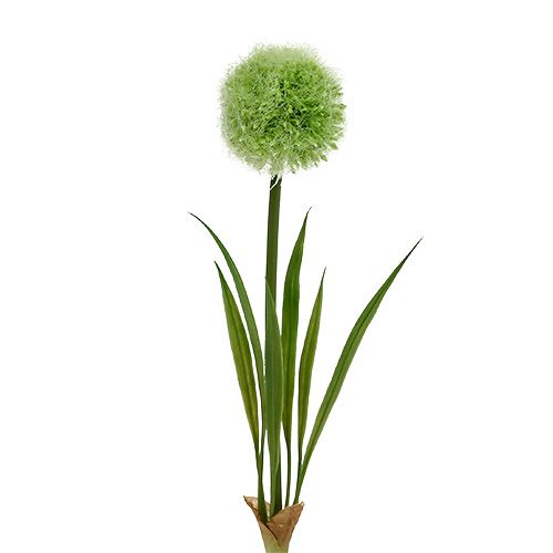 Floristik24 Allium grøn L37,5cm 4stk
