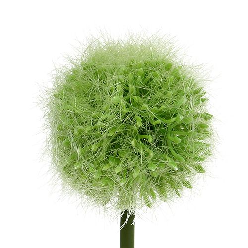 Floristik24 Allium grøn L37,5cm 4stk