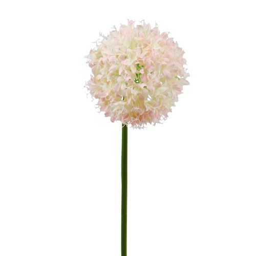 Floristik24 Allium fløde-pink Ø15cm L70cm