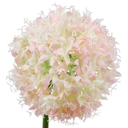 Artikel Allium fløde-pink Ø15cm L70cm