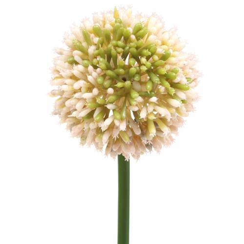 Floristik24 Ornamental allium kunstrosa / grøn Ø8cm 58cm