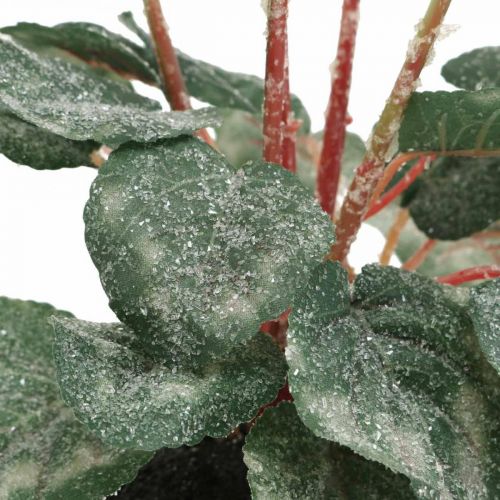 Floristik24 Cyclamen i creme 28cm