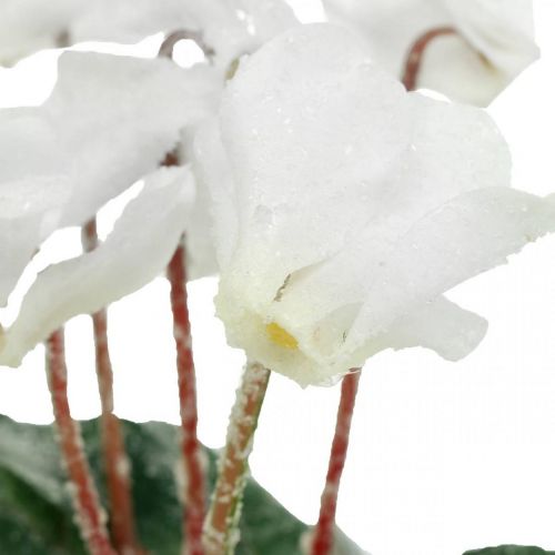 Floristik24 Cyclamen i creme 28cm