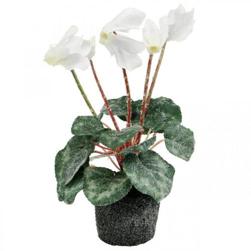 Floristik24 Cyclamen i creme 28cm