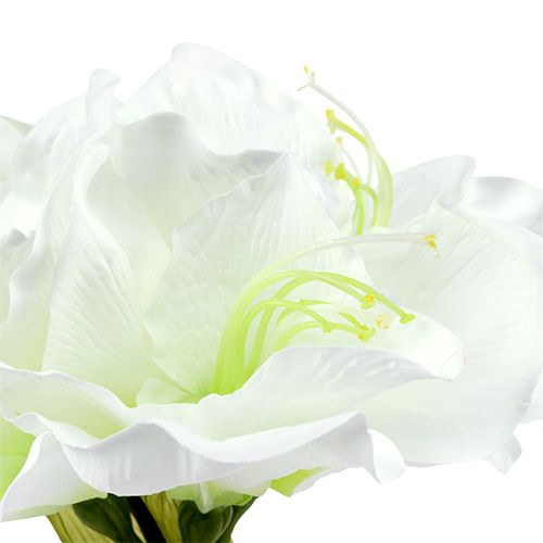 Floristik24 Amaryllis blomst hvid L 73cm 2stk