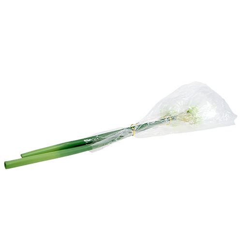 Artikel Amaryllis blomst hvid L 73cm 2stk