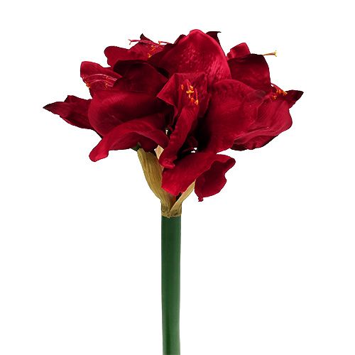 Floristik24 Amaryllis mørkerød L 73cm 2stk