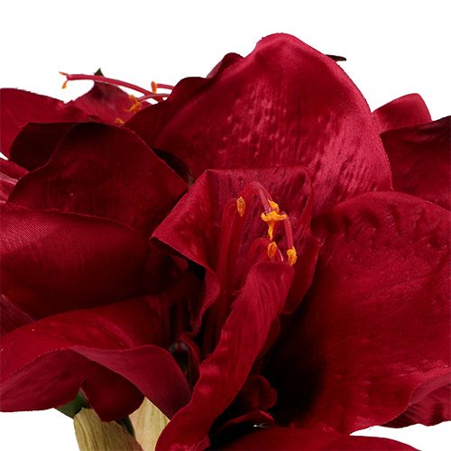Floristik24 Amaryllis mørkerød L 73cm 2stk