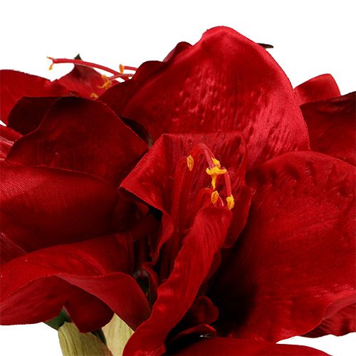 Floristik24 Amaryllis Red L 73cm 2stk
