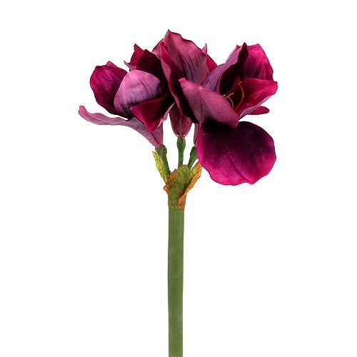 Floristik24 Amaryllis med fløjlslyng 60cm