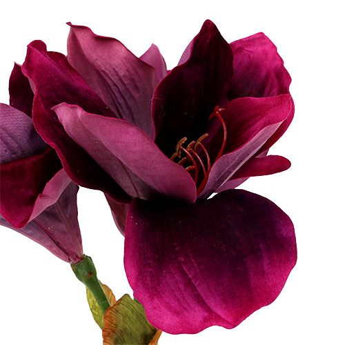 Floristik24 Amaryllis med fløjlslyng 60cm
