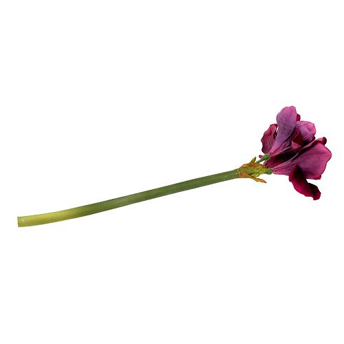 Floristik24 Amaryllis med fløjlslyng 60cm