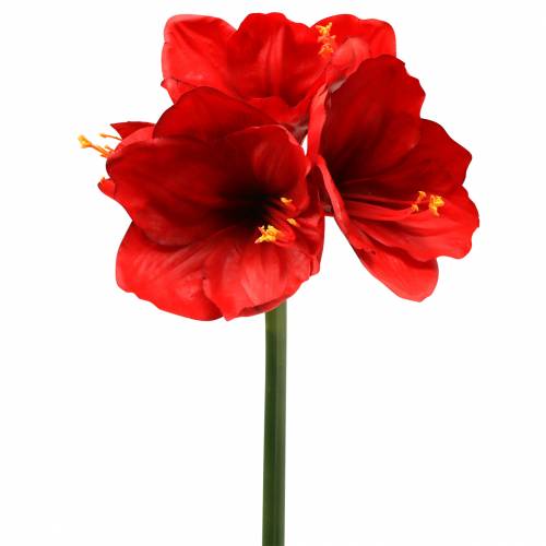 Artikel Amaryllis rød 75 cm