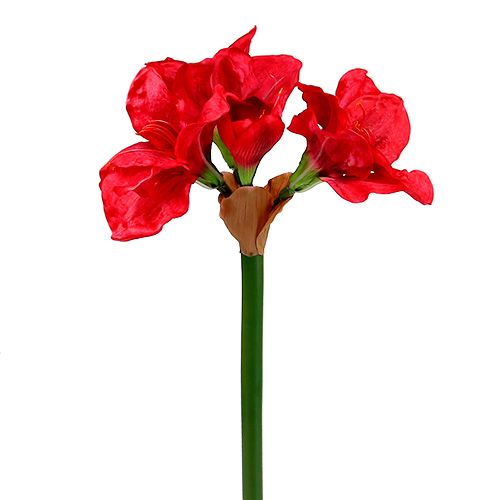 Floristik24 Amaryllis mørkerød 72,5 cm