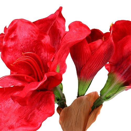 Floristik24 Amaryllis mørkerød 72,5 cm