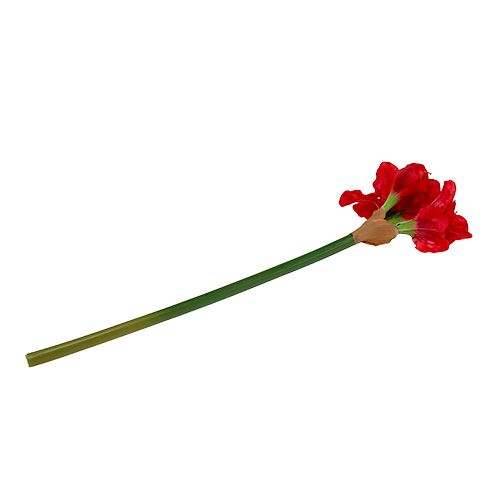 Floristik24 Amaryllis mørkerød 72,5 cm
