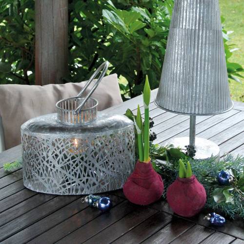 Floristik24 Amaryllis knold med knopper Kunstig 30cm Bourgogne