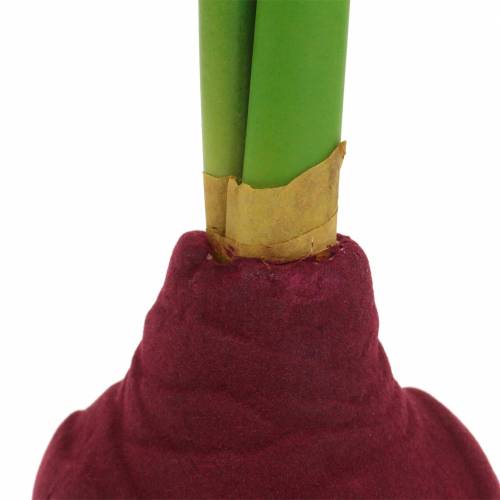 Floristik24 Amaryllis knold med knopper Kunstig 30cm Bourgogne