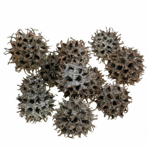 Floristik24 Sweetgum kegler naturvasket hvid 250g