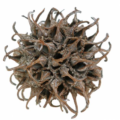 Artikel Sweetgum kegler naturvasket hvid 250g