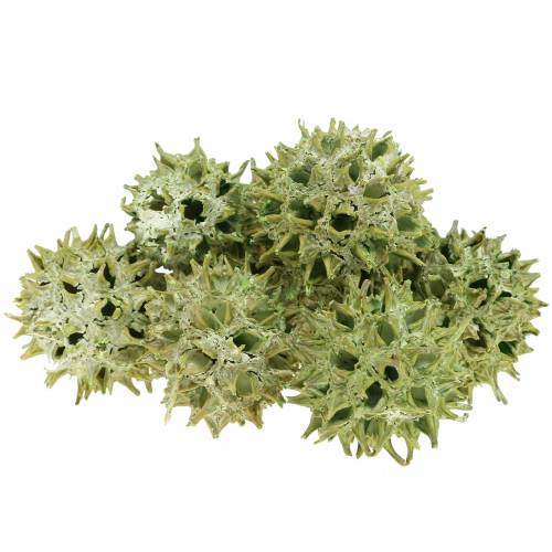 Artikel Sweetgum kegler grøn frostet 250g