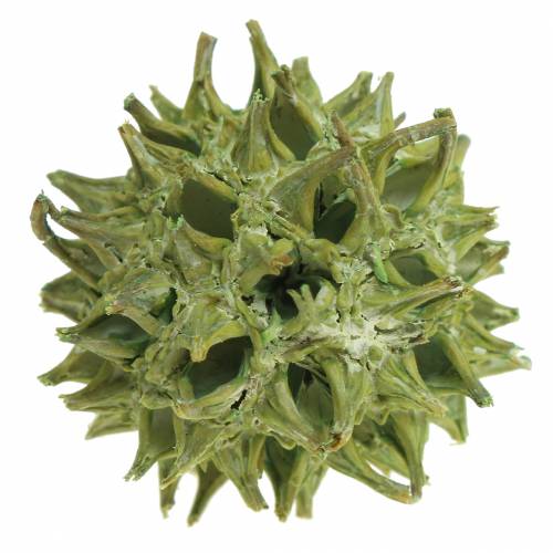 Artikel Sweetgum kegler grøn frostet 250g