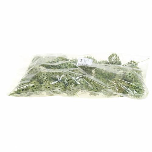 Artikel Sweetgum kegler grøn frostet 250g