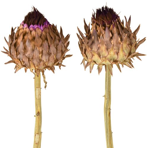 Floristik24 Tørret artiskokblomst Cynara Ø9cm 16 stk